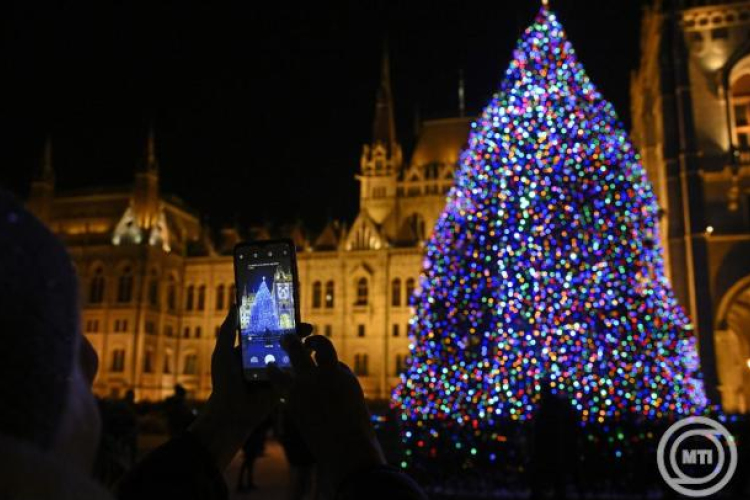 Nyírségi fenyőfa lesz az ország karácsonyfája
