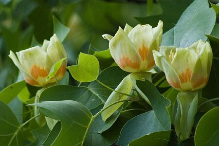 Az amerikai tulipánfa genomja valóságos molekuláris kövület