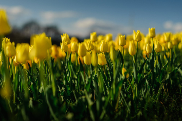 A tavasz érkezésének ünnepe – Tulipánszüret a Kincsek Völgyében a Balaton mellett 