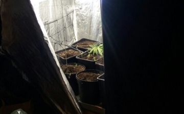 A rendőrök előtt árulta a drogot két díler, ültetvényt is találtak egyikük otthonában