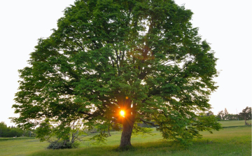 November végéig lehet szavazni az Év fájára