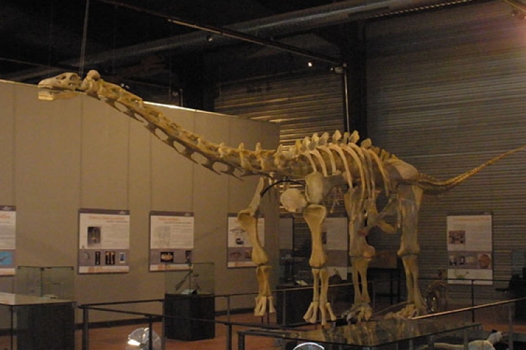 A legnagyobb testű dinoszaurusz parányi aggyal rendelkezett