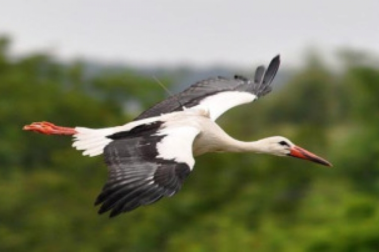 Egyiptomban kémnek véltek egy magyar jeladós gólyát